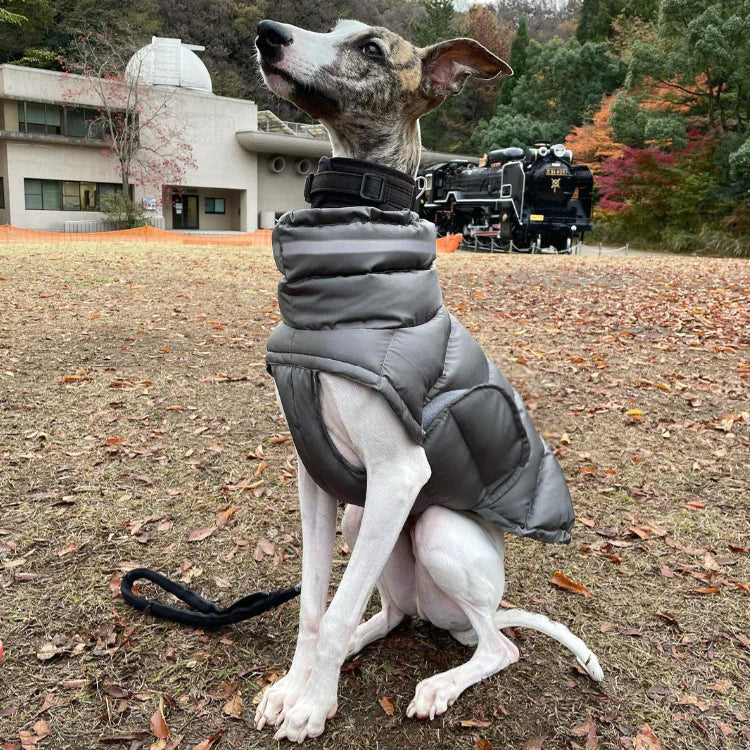 Gilet thermique pour chien