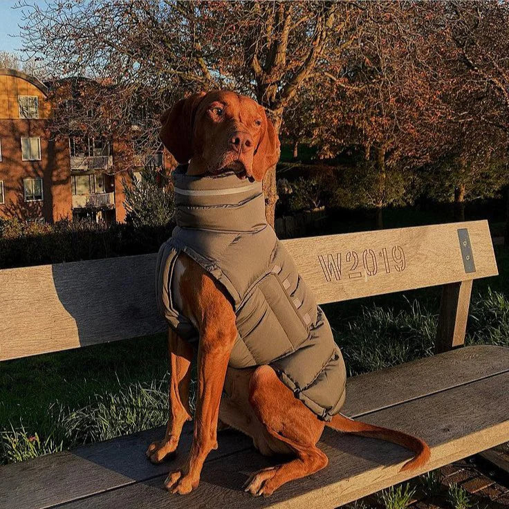 Gilet thermique pour chien