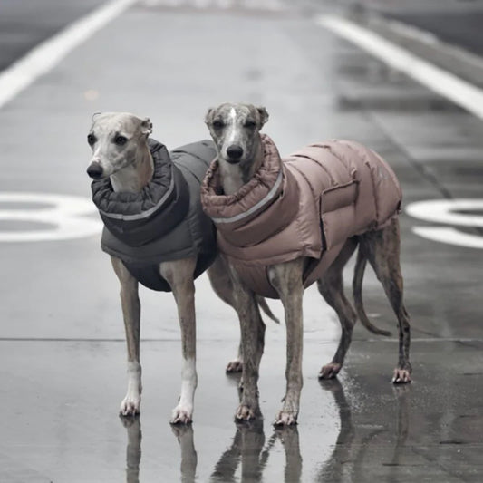 Gilet thermique pour chien